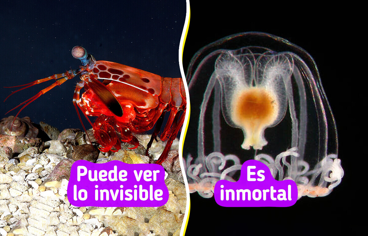 14 Animales cuyas habilidades no necesitan de una capa para ser “súper” fascinantes 14 Animales cuyas habilidades no necesitan de una capa para ser “súper” fascinantes