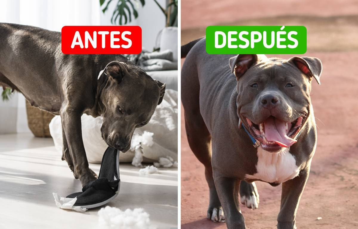 10 Juegos para estimular la mente de tu perro hiperactivo y ayudarlo a calmarse