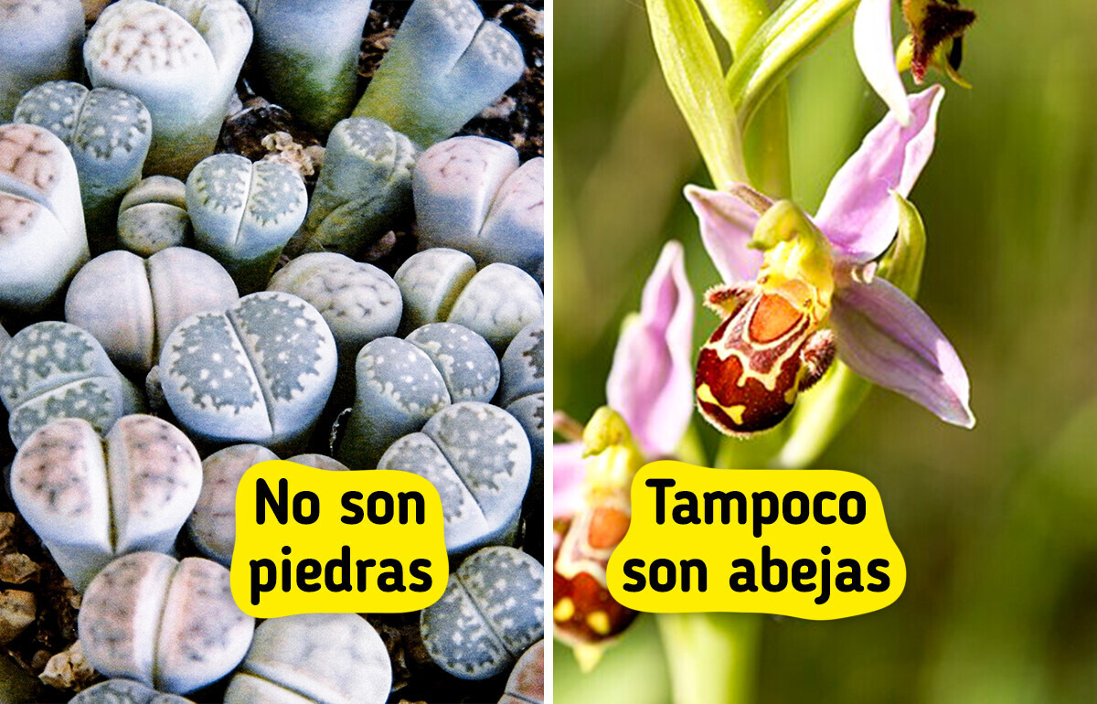8 Plantas que no son lo que aparentan ser (y nos engañan a propósito)