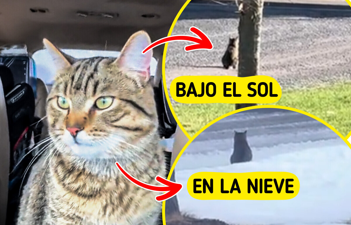 ¿El felino más leal de TikTok? Conoce a Leo, el gatito con un motivo fuerte para ir a la parada del bus