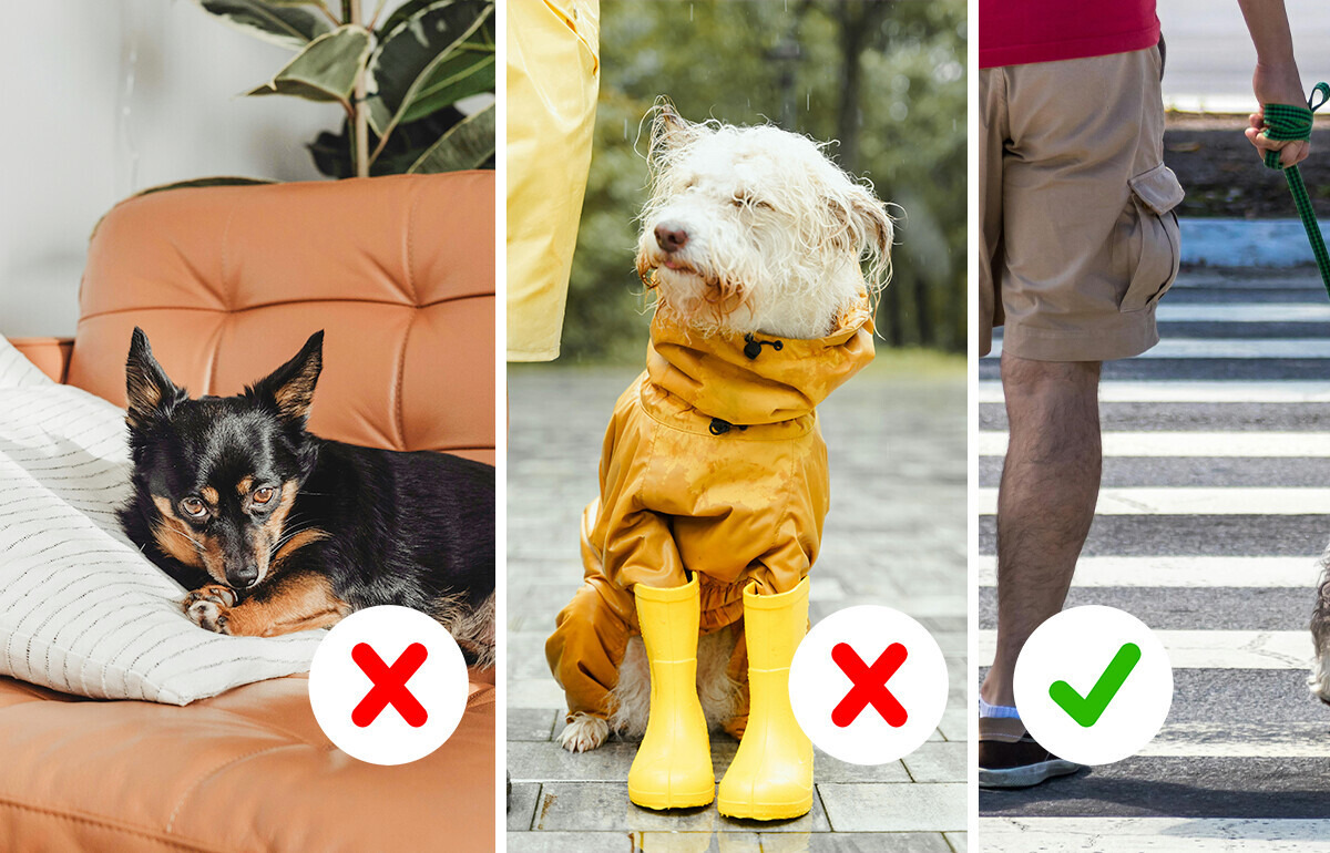 7 Pequeños tips para que tu perro se sienta más cómodo en la ciudad
