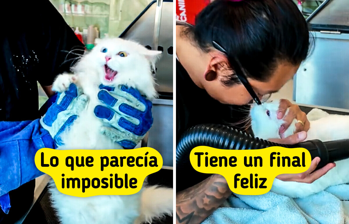 La historia que demuestra cómo con paciencia y cariño pueden sanar incluso al gato más temeroso La historia que demuestra cómo con paciencia y cariño pueden sanar incluso al gato más temeroso