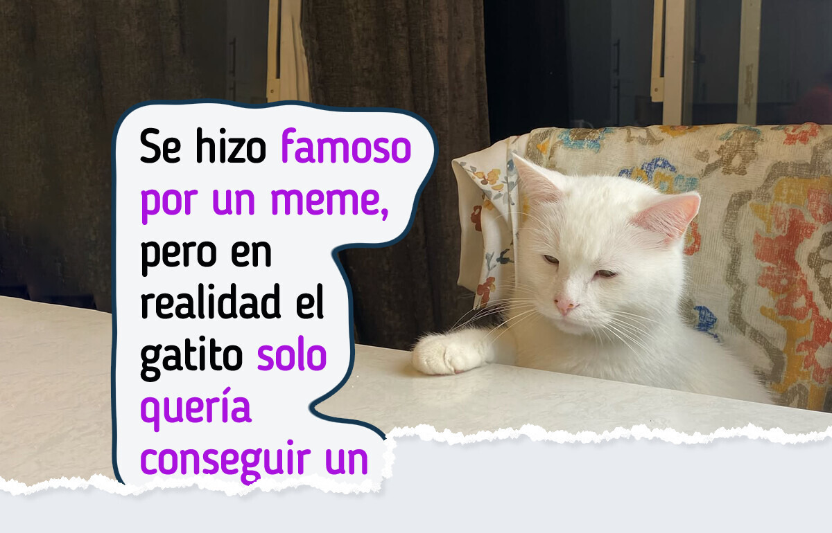 12 Mascotas que posaron para una cámara y ganaron el estrellato para sus humanos 12 Mascotas que posaron para una cámara y ganaron el estrellato para sus humanos