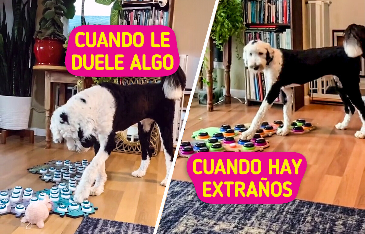 ¿Más que ladridos? Los insólitos videos de Bunny, una perrita que puede “hablar”