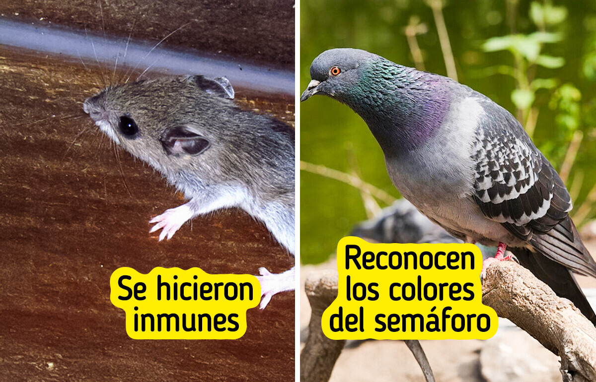 8 Animales que no les quedó de otra que mutar para sobrevivir en la ciudad 8 Animales que no les quedó de otra que mutar para sobrevivir en la ciudad