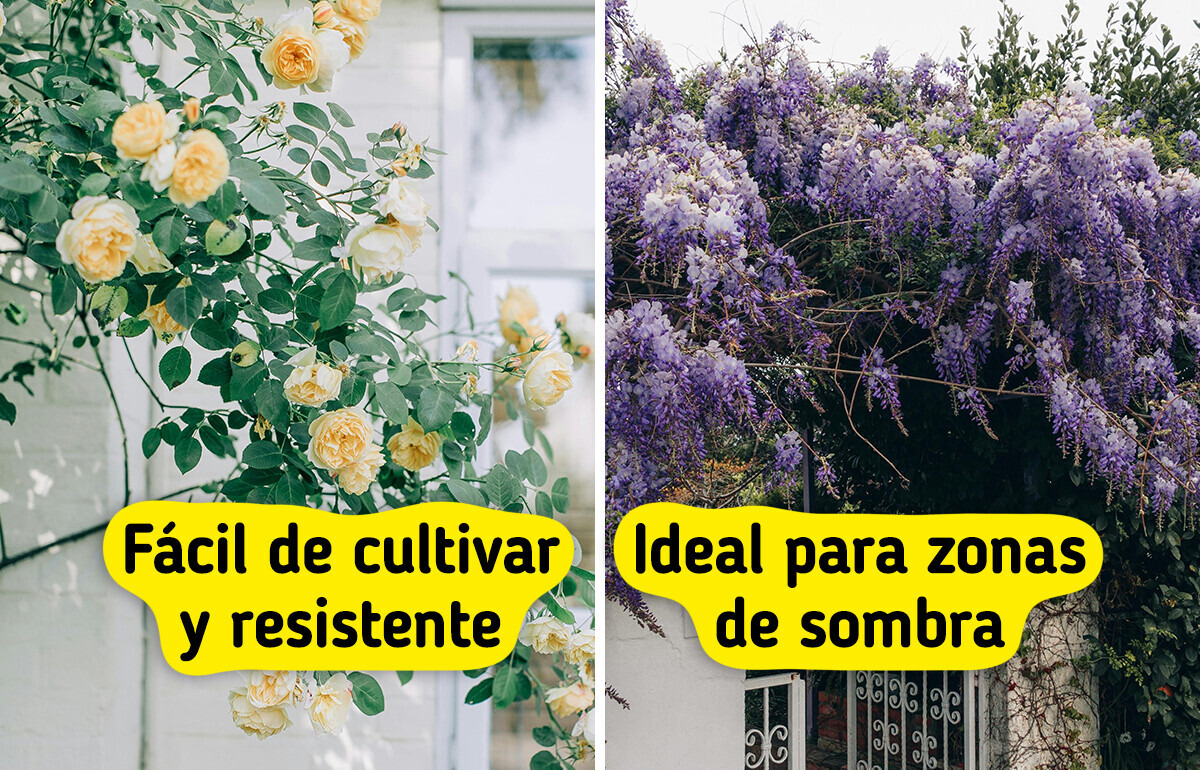 10 Enredaderas bonitas y fáciles de cuidar para renovar tu hogar