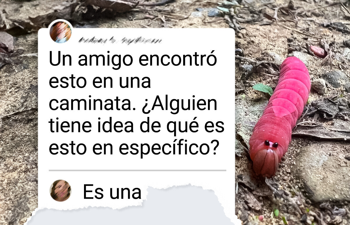 18 Increíbles criaturas que el internet ayudó a identificar y que podrían haber salido de cualquier libro de fantasía