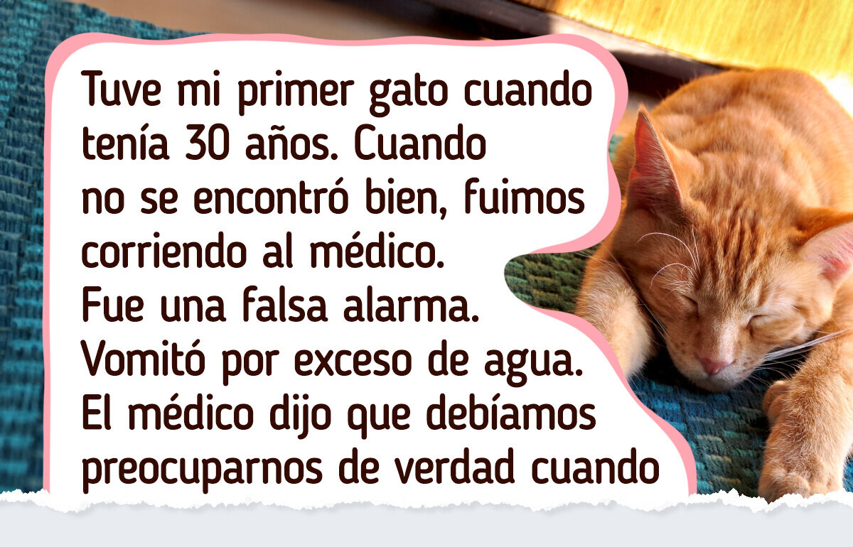 10+ Señales claras de que tu gato podría necesitar ayuda veterinaria