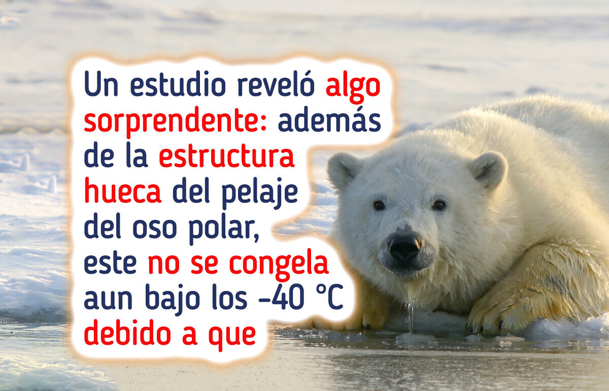 Científicos descubren el increíble secreto del pelaje del oso polar para no congelarse