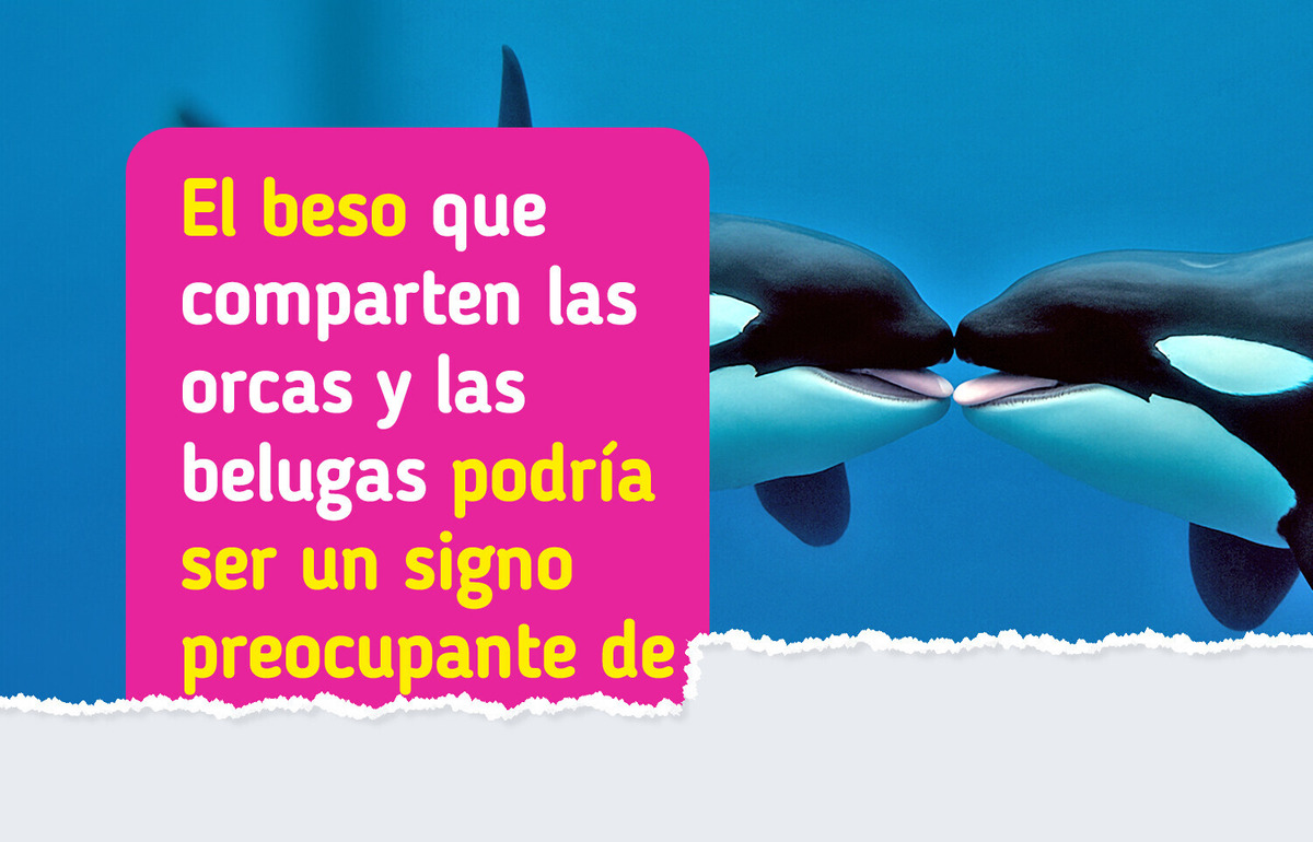 Las orcas se están besando, pero todo podría ser (otra vez) culpa del ser humano