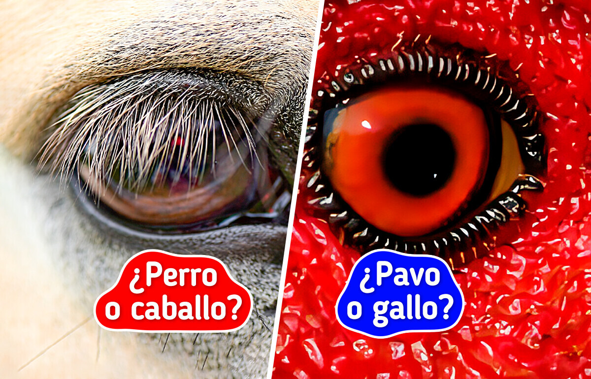 Intenta adivinar un animal a partir de una foto donde solo se ve su ojo Intenta adivinar un animal a partir de una foto donde solo se ve su ojo