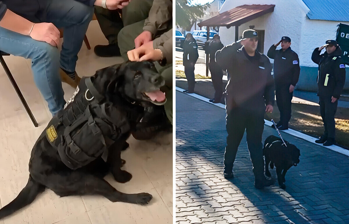 La historia de la perrita que se ha dedicado durante 10 años a algo muy especial y ahora le rinden un merecido homenaje