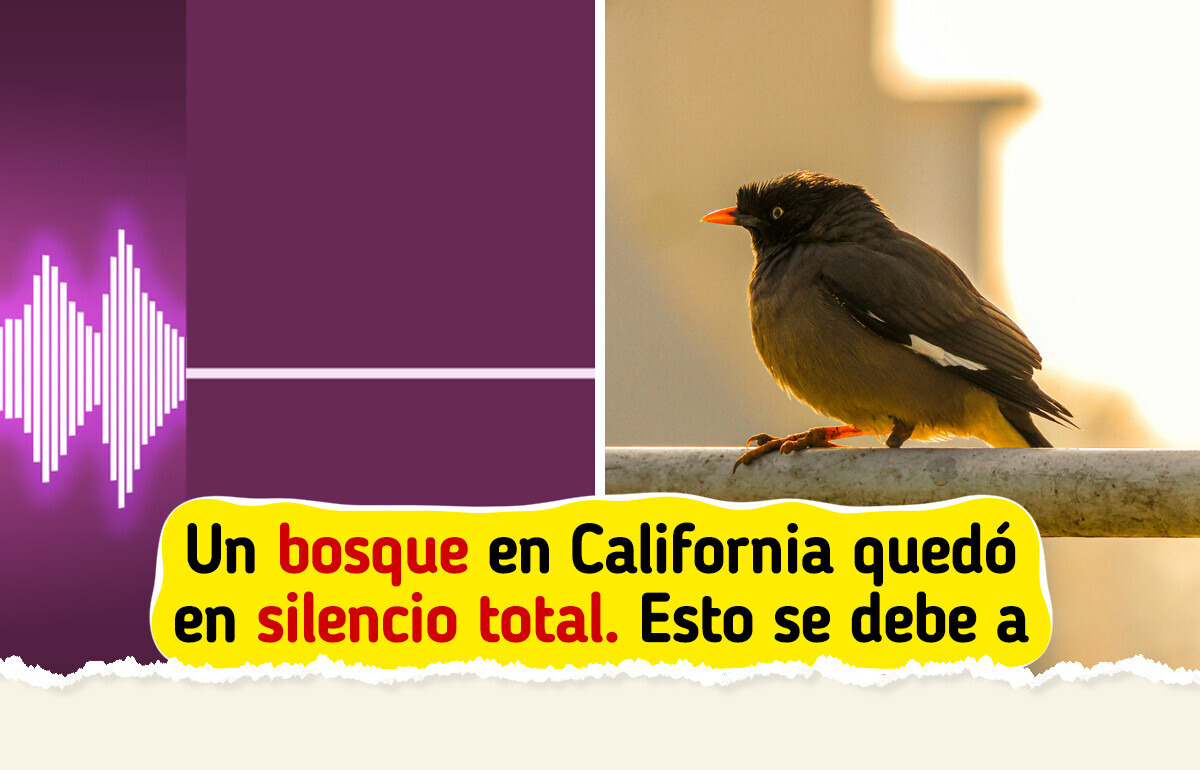 9 Verdades que el silencio de las aves revela sobre el planeta y nuestra humanidad 9 Verdades que el silencio de las aves revela sobre el planeta y nuestra humanidad