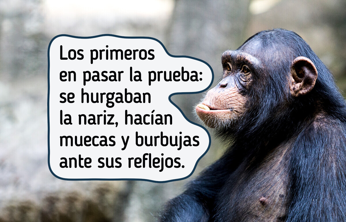10 Animales que entendieron que eran ellos en el espejo (y así reaccionaron)