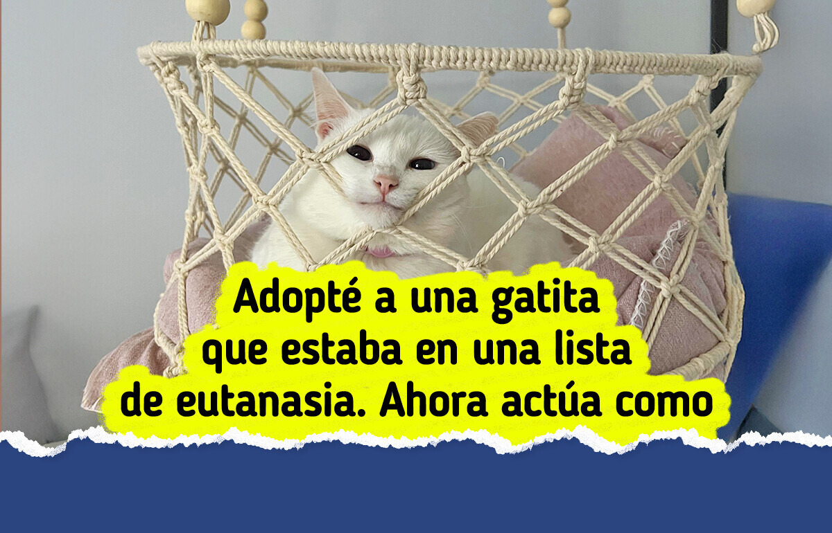 18 Gatos rescatados que pueden derretir hasta el corazón más duro