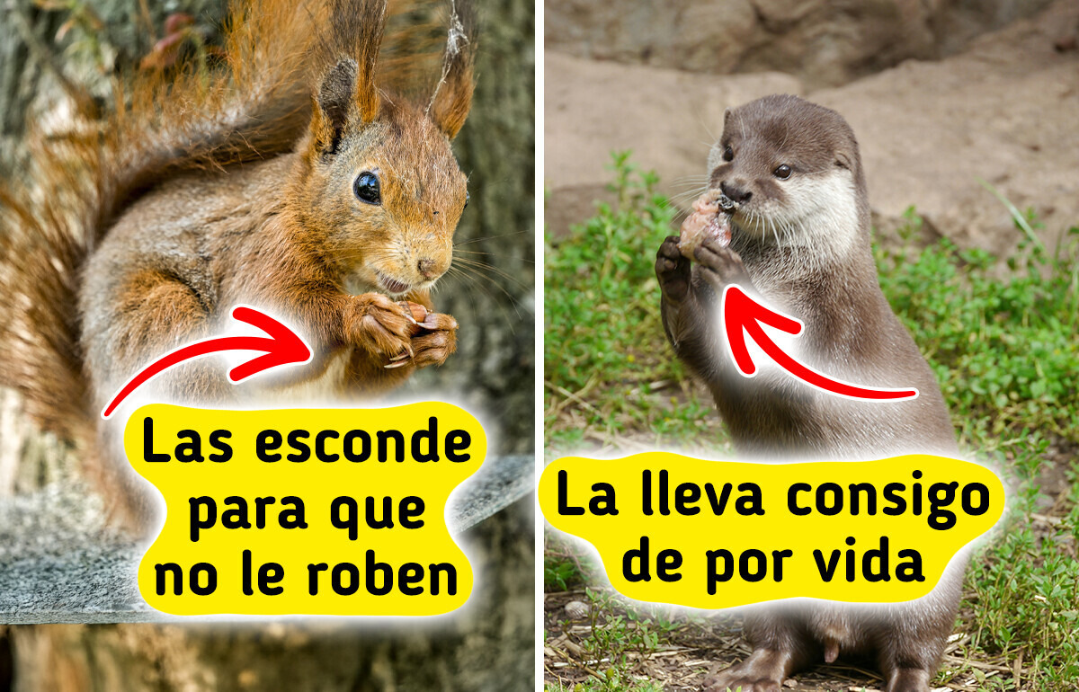 12 Animales con comportamientos tan humanos que probablemente nunca imaginaste