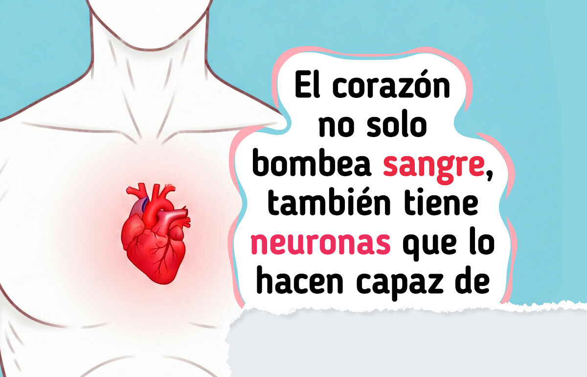 El corazón también piensa y ahora la ciencia lo confirma El corazón también piensa y ahora la ciencia lo confirma