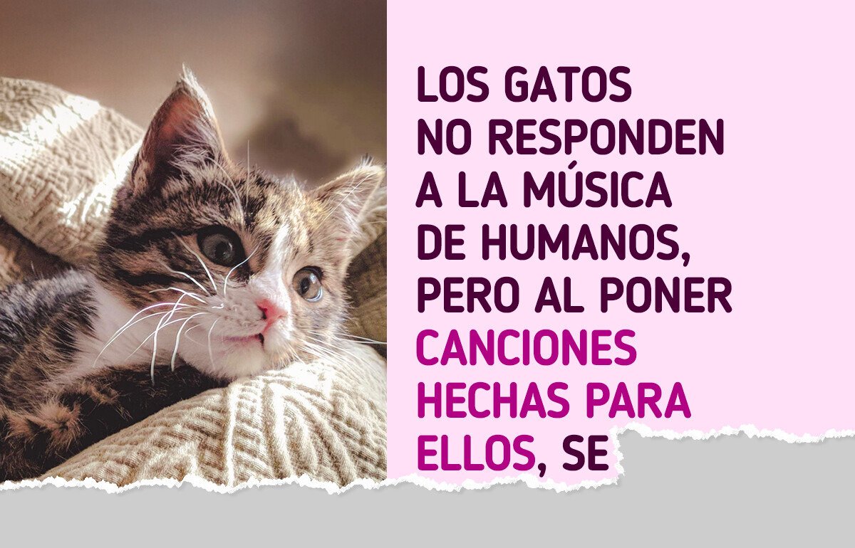 10 Animales que demuestran que la música no es solo para los humanos