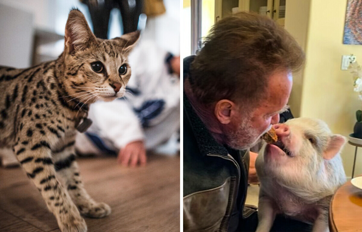 8 Animales tan raros como adorables que algunos ya llaman “mascotas” 8 Animales tan raros como adorables que algunos ya llaman “mascotas”