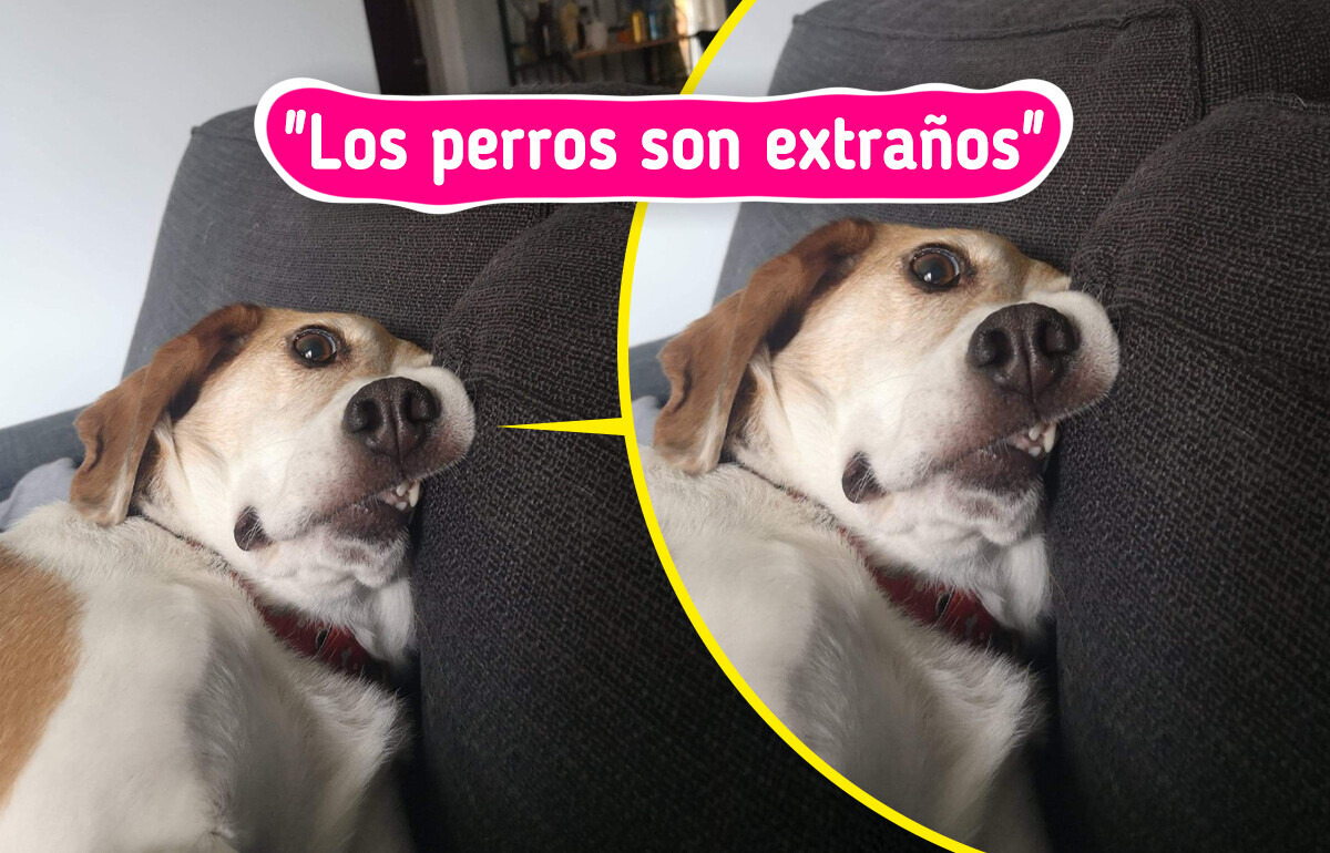 20 Perritos actuando tan extraño que sus humanos creen que vinieron con un error de fábrica