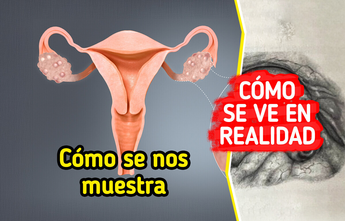 10 Datos poco conocidos e inesperados sobre el cuerpo humano