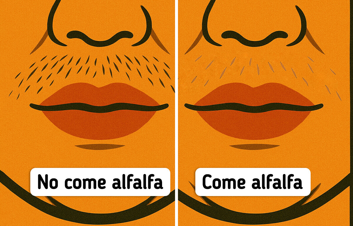 9 Beneficios de la alfalfa que casi nadie conocía (hasta ahora) 9 Beneficios de la alfalfa que casi nadie conocía (hasta ahora)