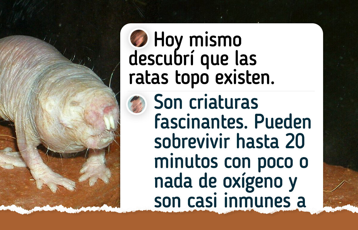 10 Animales de aspecto extraño que son inofensivos para las personas