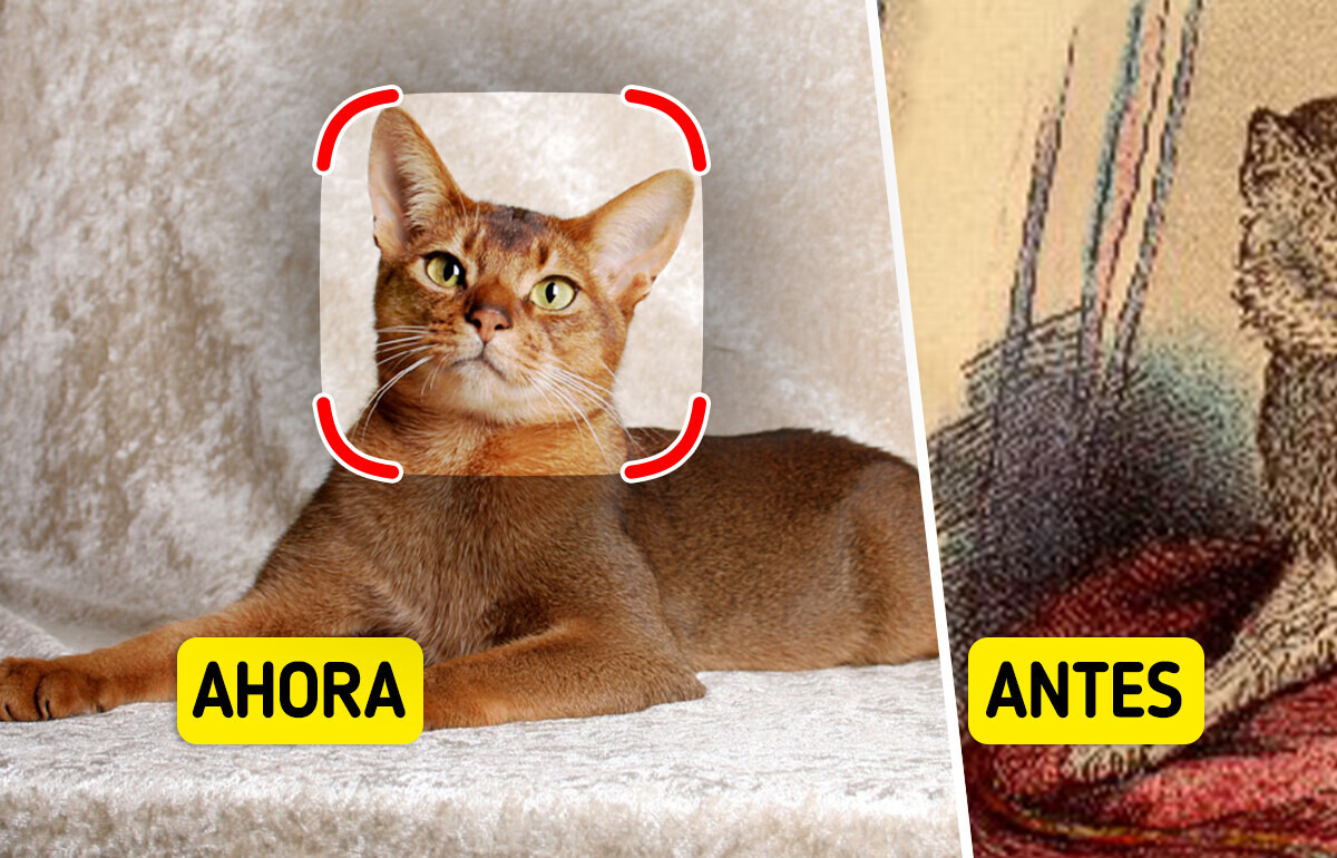 Así lucían 9 razas de gatos antes de la intervención humana Así lucían 9 razas de gatos antes de la intervención humana