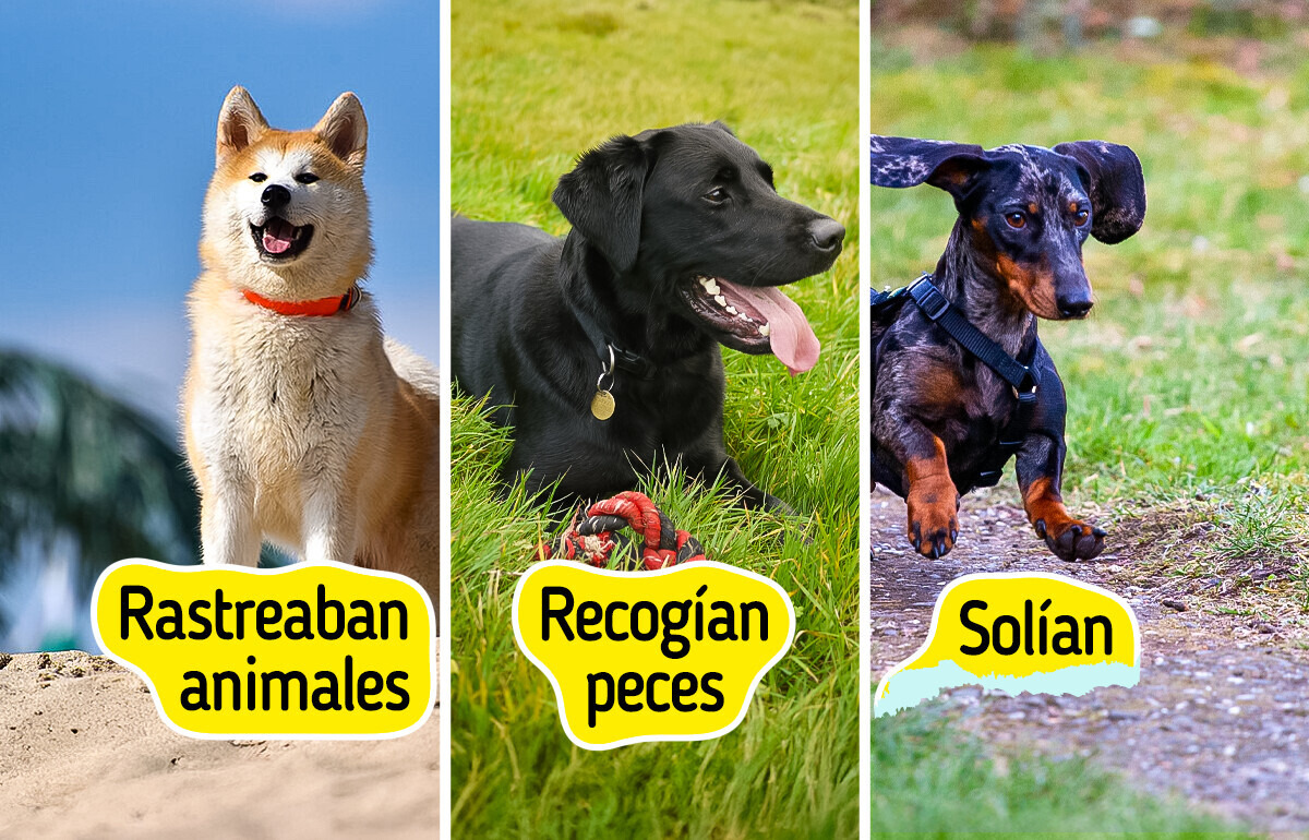 10 Razas de perros y el rol que cumplían antes de ser los consentidos de la casa 10 Razas de perros y el rol que cumplían antes de ser los consentidos de la casa