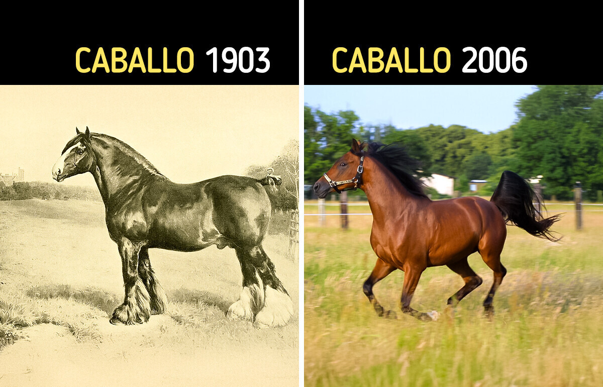 10 Animales de granja que eran muy distintos antes de que el ser humano los transformara