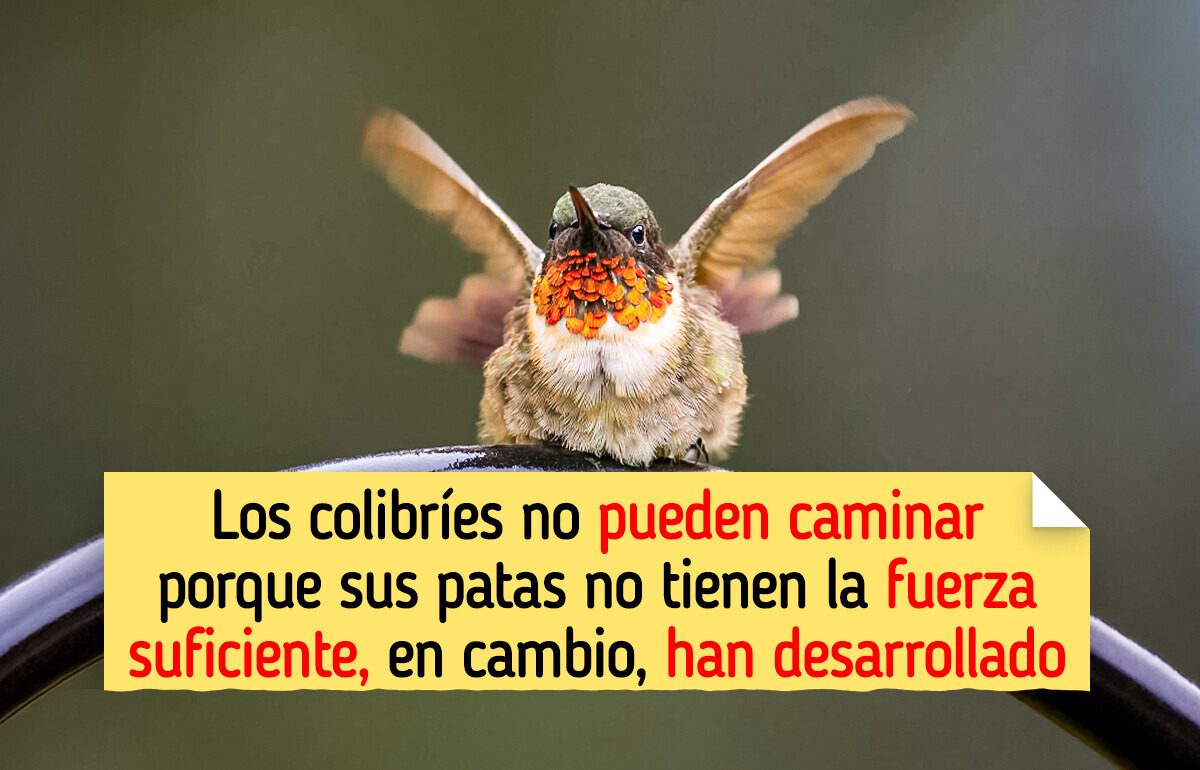10 Datos que prueban que los colibríes son una de las aves más extraordinarias del planeta