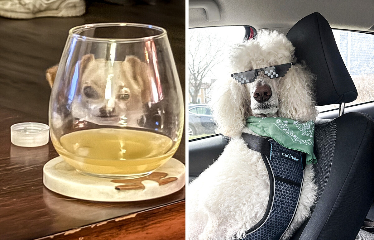20+ Usuarios que terminaron llorando de risa gracias a las locuras de sus mascotas