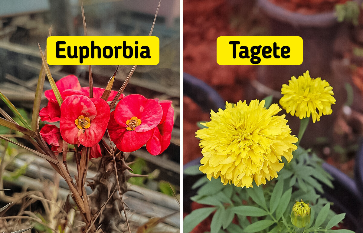 7 Plantas que además de verse bien mantendrán a las palomas lejos de tu hogar