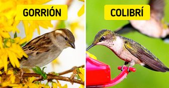 Cómo lograr que los pájaros te visiten más en tu jardín