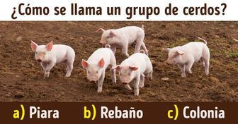 Test: Pon a prueba tu conocimiento y responde cuál es el nombre colectivo de estos 13 animales