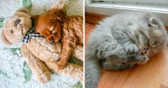 23 Fotos de animales durmiendo que te sacarán una sonrisa