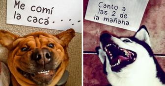 25+ Fotos que nos muestran cómo perros y gatos traviesos confiesan sus crímenes