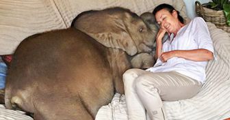 Una mujer rescató a un bebé elefante, y ahora la ama tanto que la sigue a todas partes
