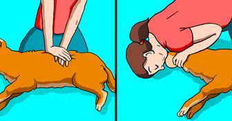 Reglas de primeros auxilios que te ayudarán a salvar la vida de tu mascota