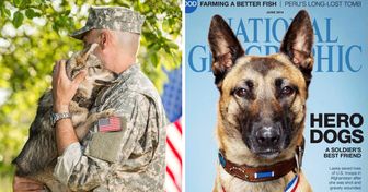 Esta perrita arriesgó su vida para salvar a sus compañeros militares en Afganistán, y se convirtió en el miembro más valiente del ejército