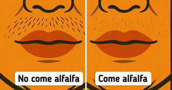 9 Beneficios de la alfalfa que casi nadie conocía (hasta ahora)