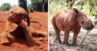 En Kenia rescatan elefantes, jirafas y rinocerontes huérfanos, y tú puedes “adoptar” uno para ayudar a criarlo