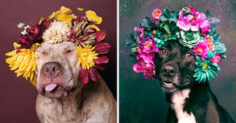 Un fotógrafo de Nueva York captura con su lente a pit bulls con coronas de flores para salvar la vida de estos “peligrosos” perros