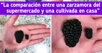20 Personas que encontraron peculiaridades en sus alimentos