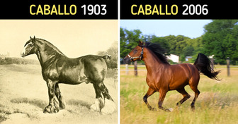 10 Animales de granja que eran muy distintos antes de que el ser humano los transformara