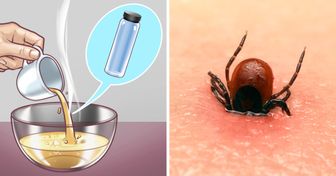 10 Maneras efectivas para evitar que las pulgas torturen a tu mascota de una vez por todas