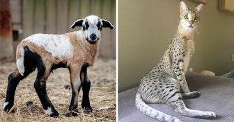 13 Impresionantes animales híbridos que realmente existen