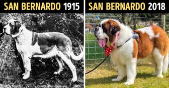 Cómo han cambiado las razas populares de perros con el paso del tiempo