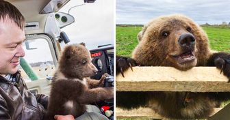 Pilotos adoptaron a un oso que era incapaz de vivir en la naturaleza, el cual se acostumbró a la vida en el aeropuerto