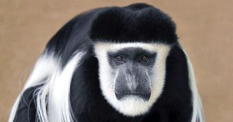 15+ Monos que son evidencia de lo maravillosa que es la naturaleza